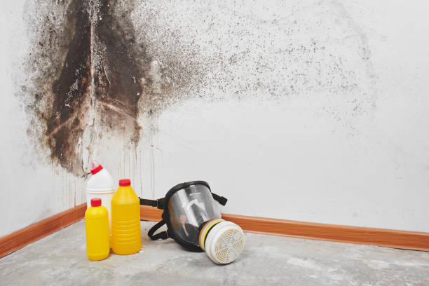Best Residential Mold Removal  in Lynchburg, MS