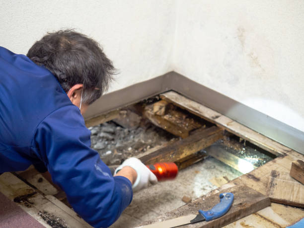 Mold Removal and Inspection in Lynchburg, MS