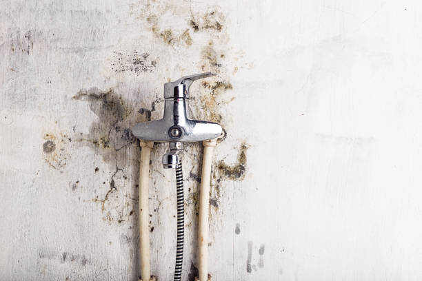 Best Fast Mold Removal  in Lynchburg, MS