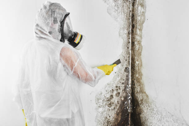 Crawl Space Mold Removal in Lynchburg, MS