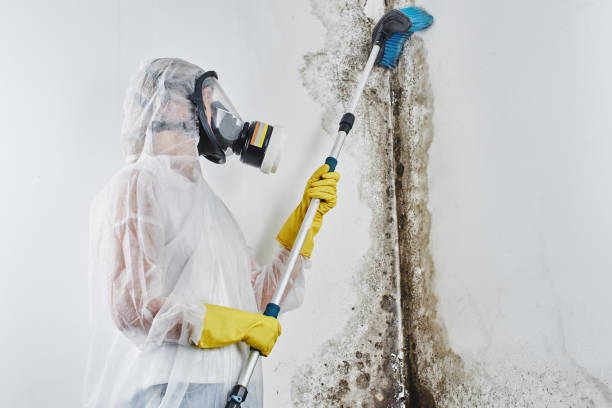 Best Mold Removal Company Near Me  in Lynchburg, MS