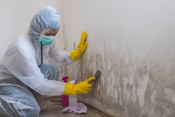 Best Office Mold Removal Services  in Lynchburg, MS