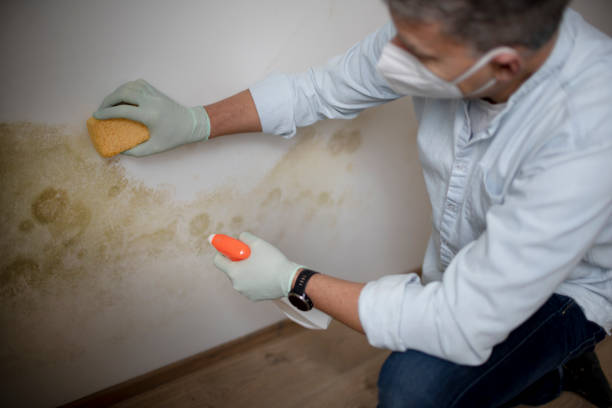 Best Black Mold Removal  in Lynchburg, MS