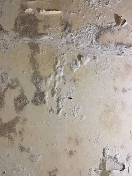 Best Mold Cleaning Services  in Lynchburg, MS