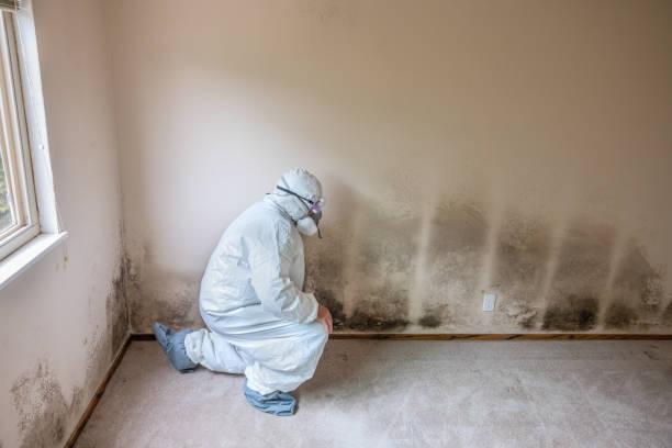 Best Best Mold Removal Companies  in Lynchburg, MS