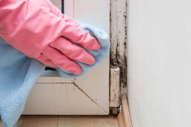 Best Affordable Mold Removal  in Lynchburg, MS