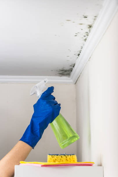 Office Mold Removal Services in Lynchburg, MS