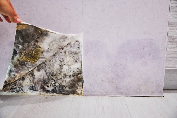 Best Mold Remediation  in Lynchburg, MS